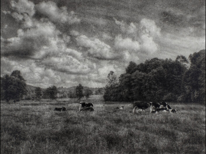 The Pasture in Wołowiec
