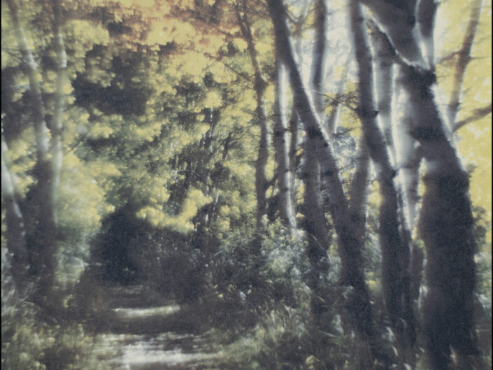 Among Berches and Alders