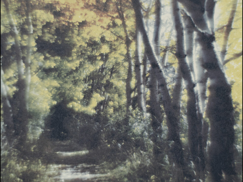 Among Berches and Alders
